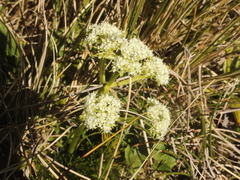 Anisotome aromatica