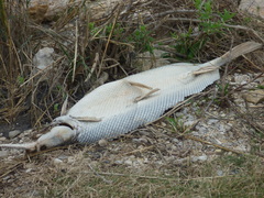 Atractosteus spatula