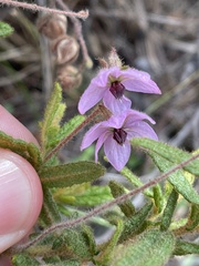 Thomasia petalocalyx