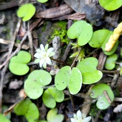 Dichondra brevifolia