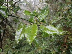 Elaeagnus thunbergii