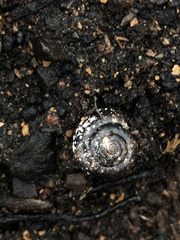 Glyptostoma gabrielense
