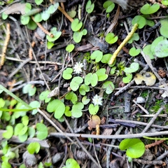 Dichondra brevifolia
