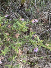 Thomasia petalocalyx