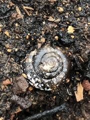 Glyptostoma gabrielense