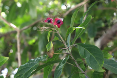Clerodendrum floribundum