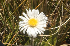 Celmisia spectabilis spectabilis