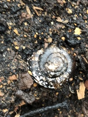 Glyptostoma gabrielense