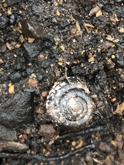 Glyptostoma gabrielense