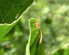 Trichomma cnaphalocrocis