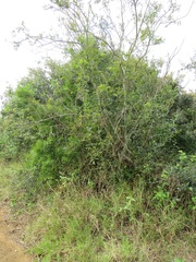 Sclerocroton integerrimus
