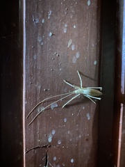 Polycleptidella chilensis