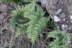 Asplenium onopteris