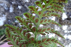 Asplenium onopteris