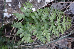 Asplenium onopteris