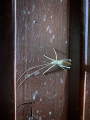 Polycleptidella chilensis