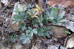 Potentilla caulescens