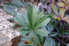 Potentilla caulescens