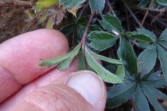 Potentilla caulescens