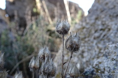 Potentilla caulescens