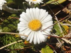 Celmisia spectabilis