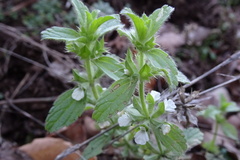 Sideritis romana romana