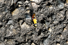 Chauliognathus imperialis
