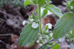 Sideritis romana romana