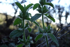 Sideritis romana romana