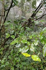 Elaeagnus thunbergii