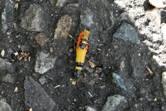 Chauliognathus imperialis