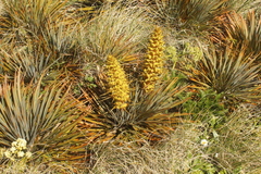 Aciphylla colensoi