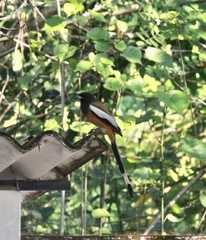 Dendrocitta vagabunda