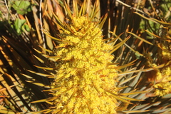 Aciphylla colensoi