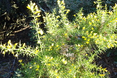 Ulex parviflorus