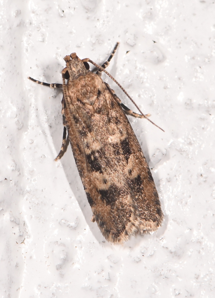 Norfolk Island Hibiscus Moth