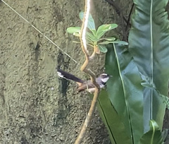 Rhipidura nigritorquis