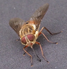 Pangoniinae