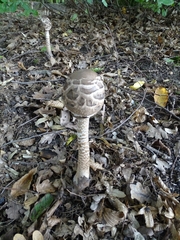 Macrolepiota procera