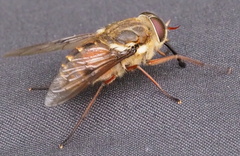 Pangoniinae