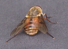 Pangoniinae