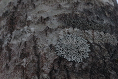 Lecanoromycetidae