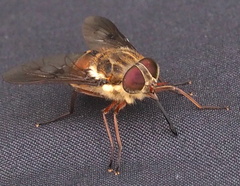 Pangoniinae