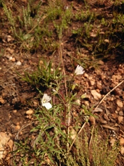 Monsonia burkeana