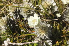 Leucogenes leontopodium