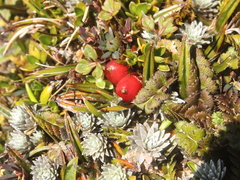 Astelia linearis