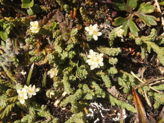 Kelleria dieffenbachii
