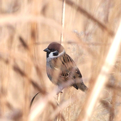 Passer montanus saturatus