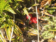 Astelia linearis