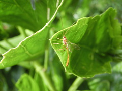 Trichomma cnaphalocrocis